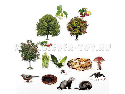 Набор магнитных карточек Многообразие растений и животных в лесном сообществе? (Лес, тема 8)