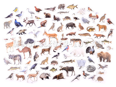 Магнитные карточки Животные России (87 животных)