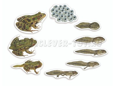 Магнитный набор "Жизненный цикл лягушки"