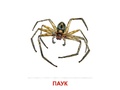 Демонстрационные картинки СУПЕР. Насекомые (16 шт.) в папке