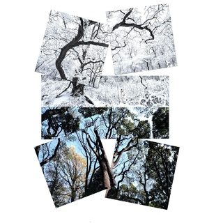 Магнитный плакат Птицы без набора карточек (мобильный)